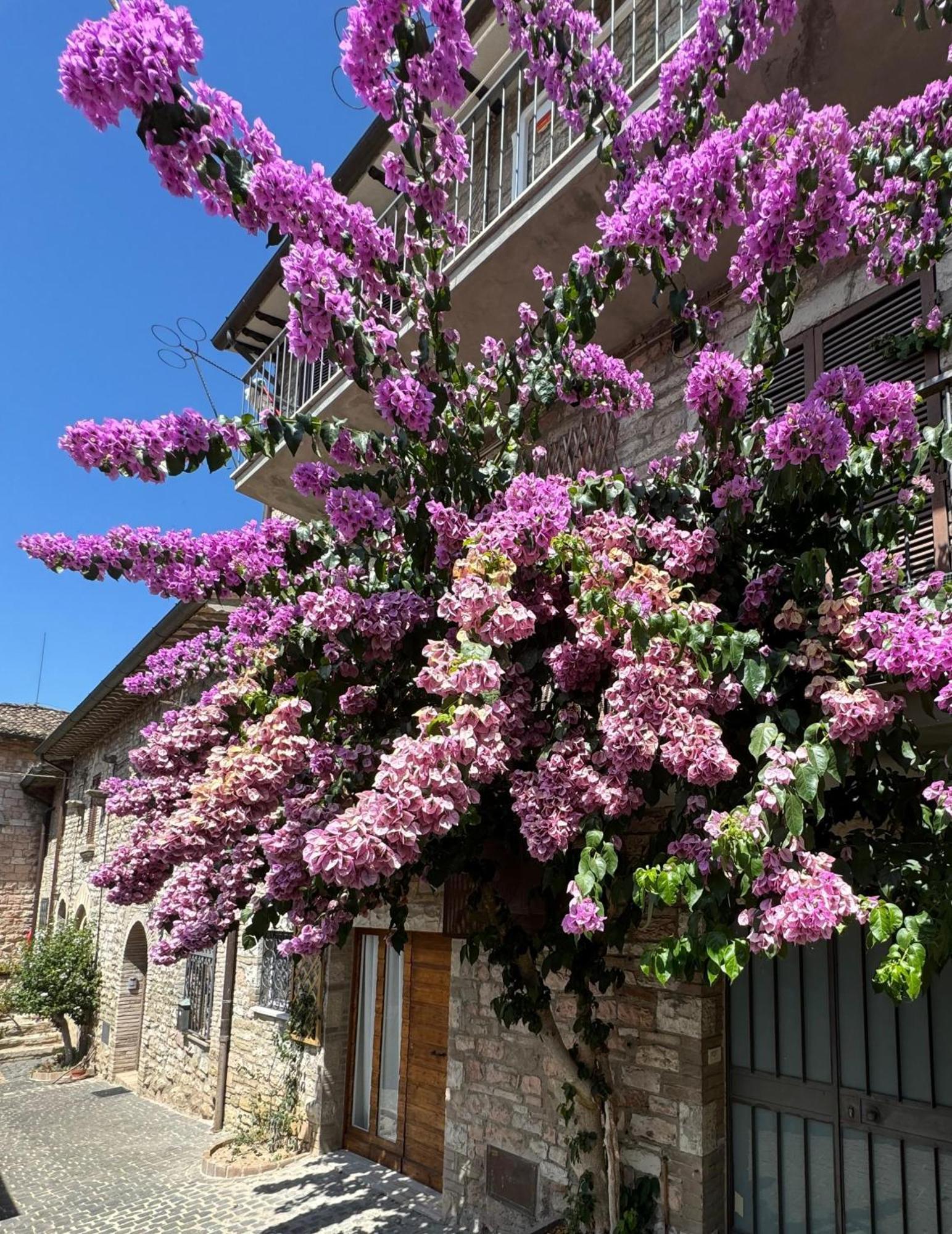 La Bouganville Assisi Eksteriør billede